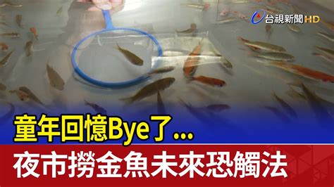 夜市金魚品種|夜市撈魚啟示錄